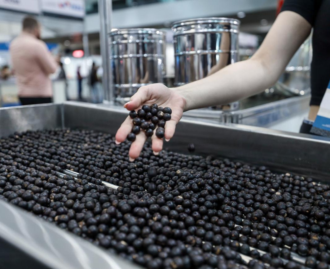 Pessoa examinando frutos de açaí em uma esteira de processamento