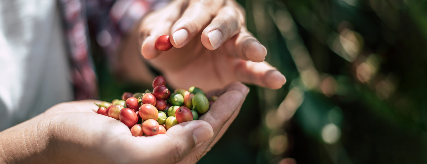 Mãos de agricultor segurando grãos de café maduros e verdes