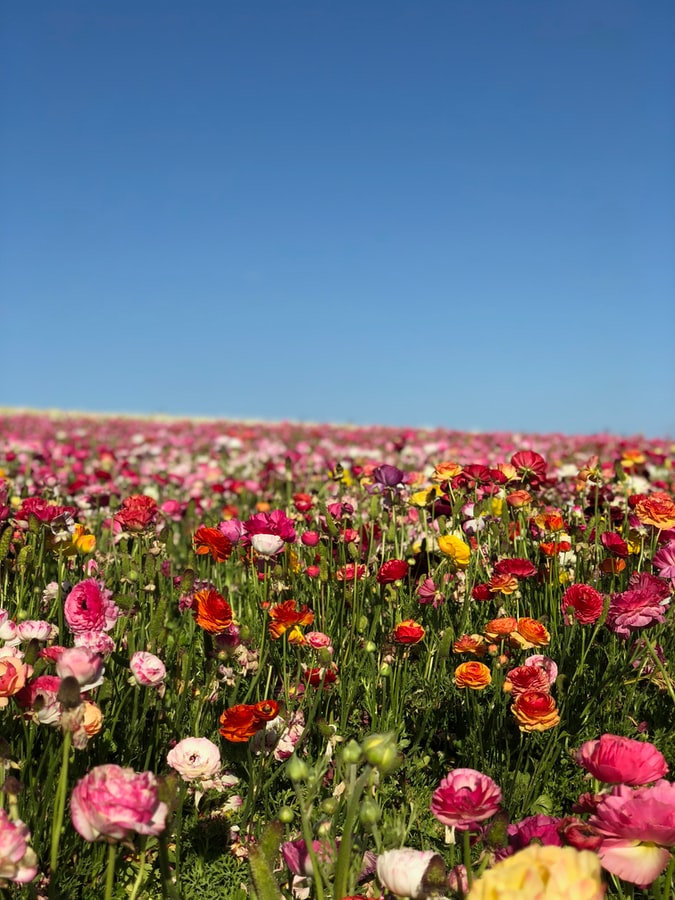 Importação de rosas do Equador para o Brasil